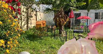 cynthia pet sitter à QUIERS 77720_2