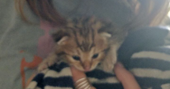 maunoury pet sitter à BORDEAUX 33300_3
