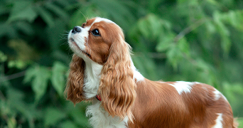 claire pet sitter à AUBIGNY LES CLOUZEAUX 85430_0