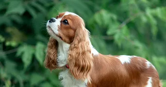 claire pet sitter à AUBIGNY LES CLOUZEAUX 85430