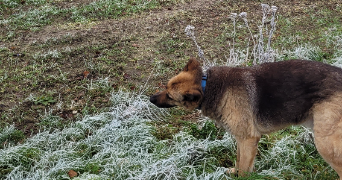 elise pet sitter à ST OUEN L AUMONE 95310_4