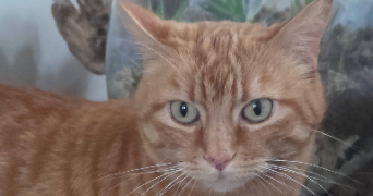 baloo pet sitter à MONTAIGU 02820_5