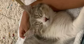 leila cat sitter à SCEAUX 92330