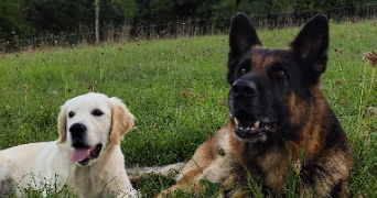 marianne pet sitter à Montcusel 39260_3