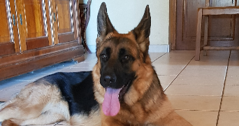emilie pet sitter à CHENEREILLES 42560_4