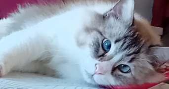 zoé pet sitter à PERPIGNAN 66100_3