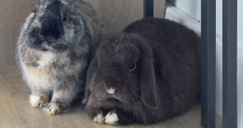 marie pet sitter à VILLENAVE D ORNON 33140_1