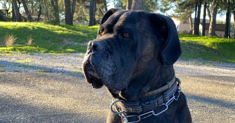 lyna pet sitter à ANNEMASSE 74100_2