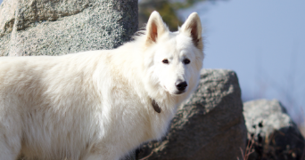 ludivine dog sitter à SANNOIS 95110_1