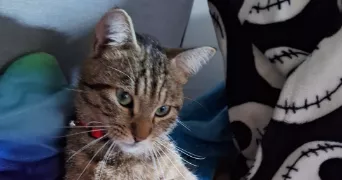 rachel pet sitter à ST GENIS LAVAL 69230