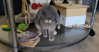 hélène pet sitter à LUDRES 54710_4