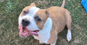 pauline pet sitter à EPINAY SUR ORGE 91360_0