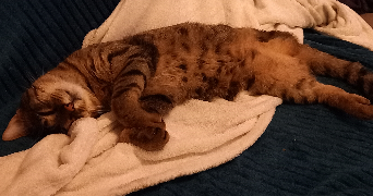 margaux pet sitter à CROIX MARE 76190_1