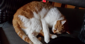 alisée pet sitter à Sartrouville 78500_3