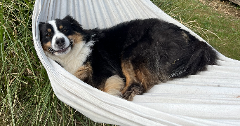 angeline pet sitter à ECOUVES 61250_0