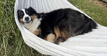 angeline pet sitter à ECOUVES 61250