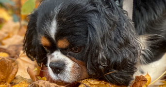 axelle pet sitter à NANCY 54000_8