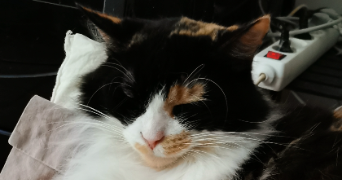 elisabeth pet sitter à Épinay sur Seine 93800_6