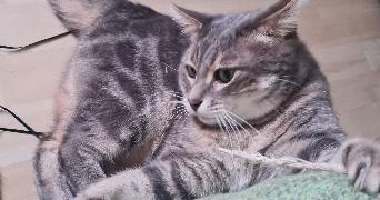 anne-eléanor pet sitter à EPERNAY 51200_1