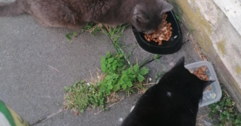 edith pet sitter à FACHES THUMESNIL 59155_1