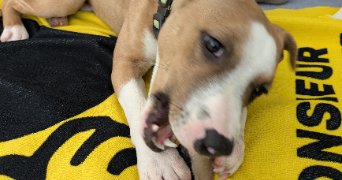 marjorie pet sitter à TOULON 83000_2