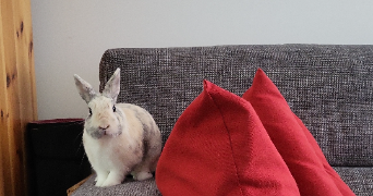 nathalie pet sitter à LILLE 59160_6