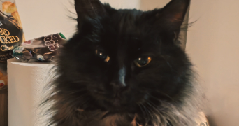 jean-luc pet sitter à ALFORTVILLE 94140_1