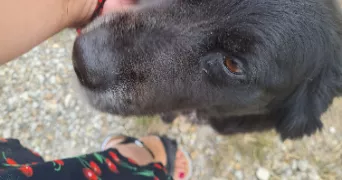 marine pet sitter à VARS 16330