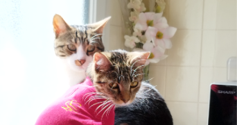 quentin pet sitter à DREUX 28100_0