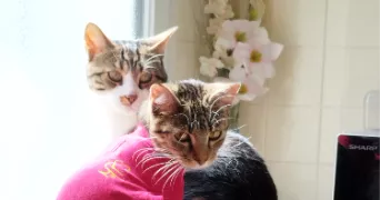 quentin pet sitter à DREUX 28100