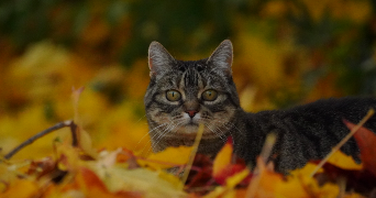 marie-lee pet sitter à JARGEAU 45150_2