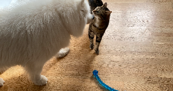 déborah asv pet sitter à MUNSTER 68140_9