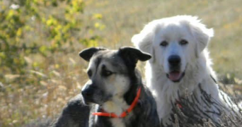 luuna pet sitter à ST ANDRE DE CHALENCON 43130_3