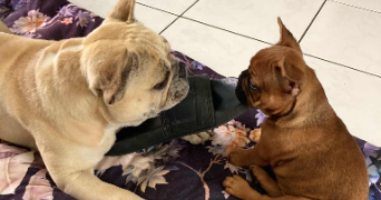 marie pet sitter à LILLE 59000_6