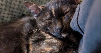 noella pet sitter à QUILLAN 11500_3