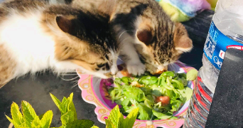 celine pet sitter à BEAUSSAIS SUR MER 22650_2