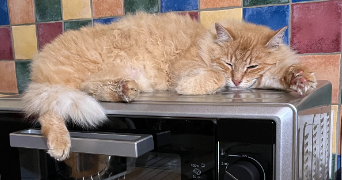 emeline pet sitter à CLERMONT FERRAND 63000_3