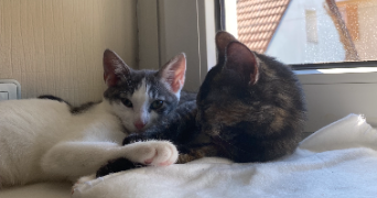 lou-ann pet sitter à SELONCOURT 25230_3