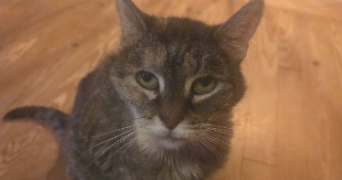 melissa pet sitter à LES AGEUX 60700_4