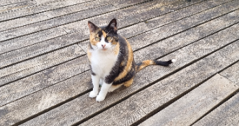 julia pet sitter à ST SULPICE DE FALEYRENS 33330_2