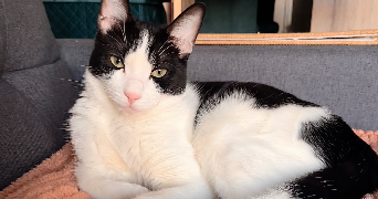 laurine pet sitter à ISTRES 13800_1