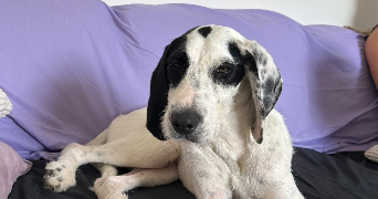 julie pet sitter à ORNANS 25290_3