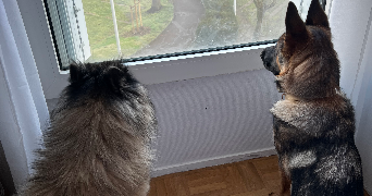 marie pet sitter à NANTERRE 92000_5