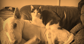 vanesa pet sitter à SEIGNELAY 89250_7