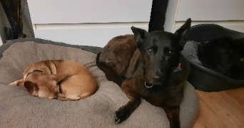 severine pet sitter à CLASVILLE 76450_3