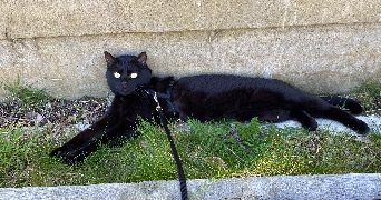 ambre pet sitter à VALLET 44330_1