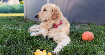 célia pet sitter à Saint-Antoine-du-Rocher 37360_2