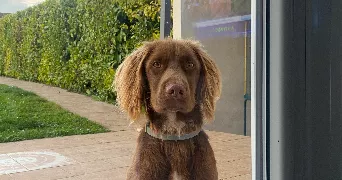 ilan pet sitter à FLEAC 16730