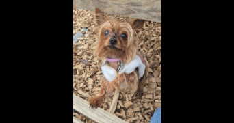 indra et meï-yan pet sitter à LYON 03 69003_7