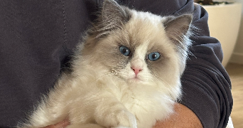 corinne pet sitter à MEXIMIEUX 01800_2